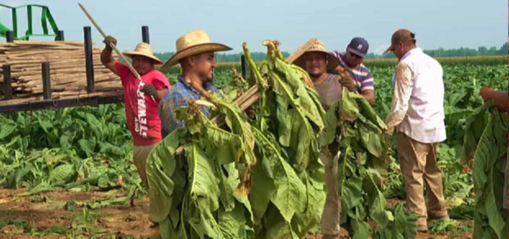 Фермеры собирают урожай табака Берли